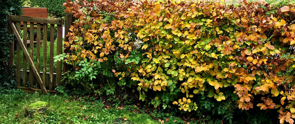 Automne au jardin