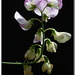 Homage to the Sweet pea