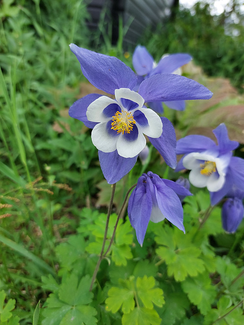 Aquilegia caerulea