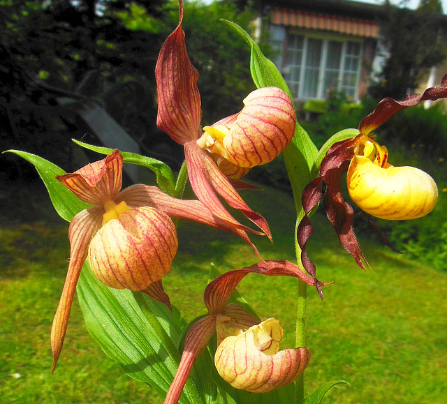 Gartenorchidee