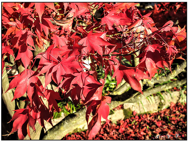 Markgräflerland Herbst 22