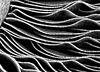 'Shroom lamella