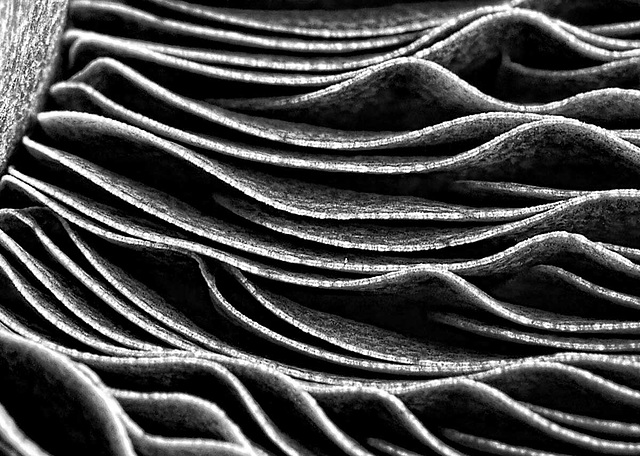 'Shroom lamella