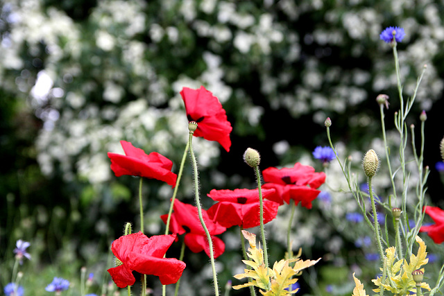 In our Garden