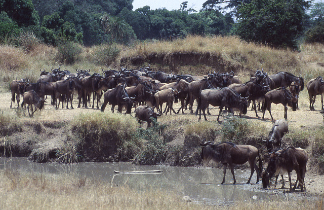 Wildebeest beside the Mara River