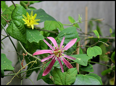 Passiflora sanguinolenta