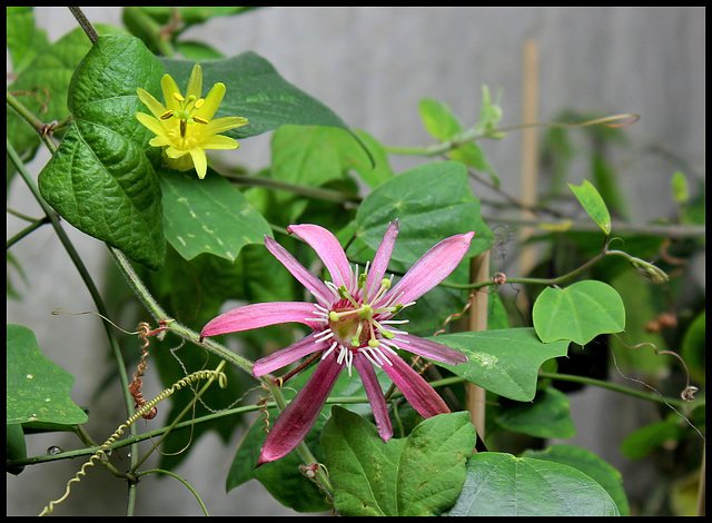 Passiflora sanguinolenta