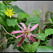 Passiflora sanguinolenta