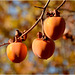 Fruits et Couleurs de Saison !