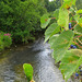 Wild grapes are clinging to the bridge rail