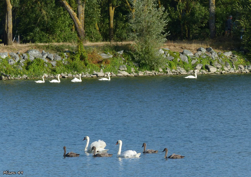 ANGERS
