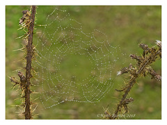 Spider's Web with Water Droplets
