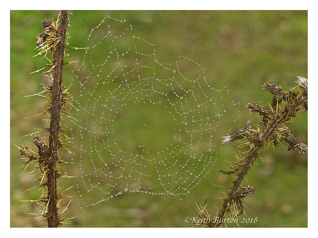 Spider's Web with Water Droplets