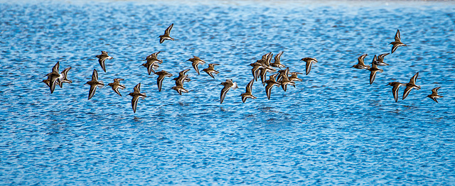 Birds in flight3