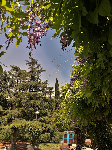 A little more wisteria (and a bee)