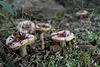 Russula vesca