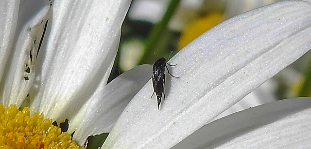 20210619 0971CPw [D~LIP] Insekt, Wiesen-Margerite (Leucanthemum vulgare agg), Bad Salzuflen