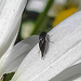 20210619 0971CPw [D~LIP] Insekt, Wiesen-Margerite (Leucanthemum vulgare agg), Bad Salzuflen
