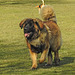 20220312 0358CPw [D~MI] Hundewiese, Hille