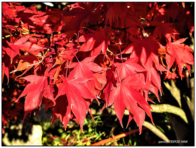 Markgräflerland Herbst 22