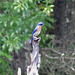 Eastern bluebird