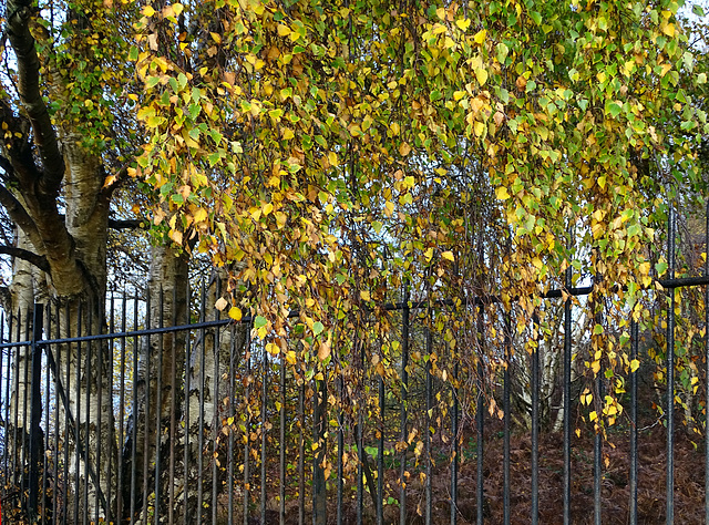 Fence and birch