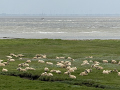 Schafherden auf den Salzwiesen an der Nordsee