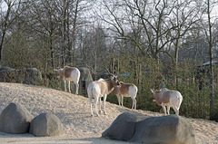 Addax