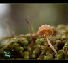 1/366: Curious Mushroom