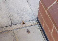 spider wasp deciding how to drag the spider back home