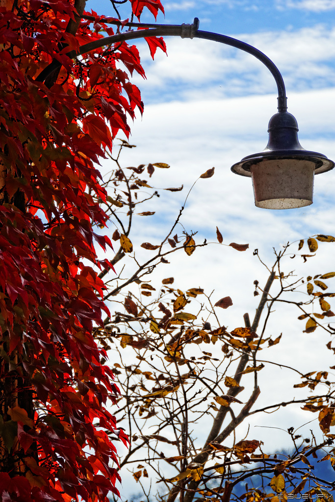 Herbst an der Austrasse (© Buelipix)