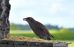 Juvenile Starling gets the star prize