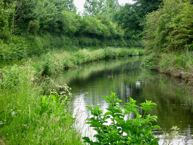 Great crested Grebe on the Staffordshire and Worcestershire Canal near Dimmingsdale