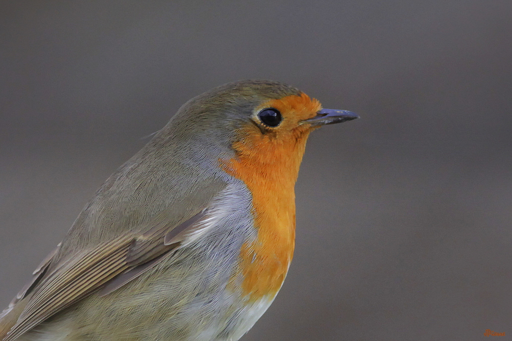 Gros plan sur Rouge Gorge