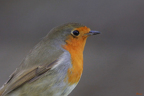 Gros plan sur Rouge Gorge