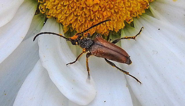 20210619 0975CPw [D~LIP] Rothalsbock (Leptura rubra), Wiesen-Margerite (Leucanthemum vulgare agg), Bad Salzuflen