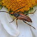 20210619 0975CPw [D~LIP] Rothalsbock (Leptura rubra), Wiesen-Margerite (Leucanthemum vulgare agg), Bad Salzuflen