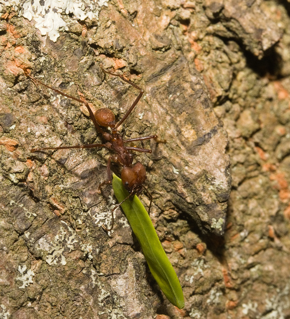IMG 8258 Leaf cutter ant-1-3