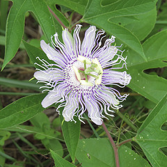 Passion flower