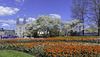 während dem Canadian Tulip Festival ... P.i.P. (© Buelipix)