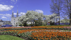 während dem Canadian Tulip Festival ... P.i.P. (© Buelipix)