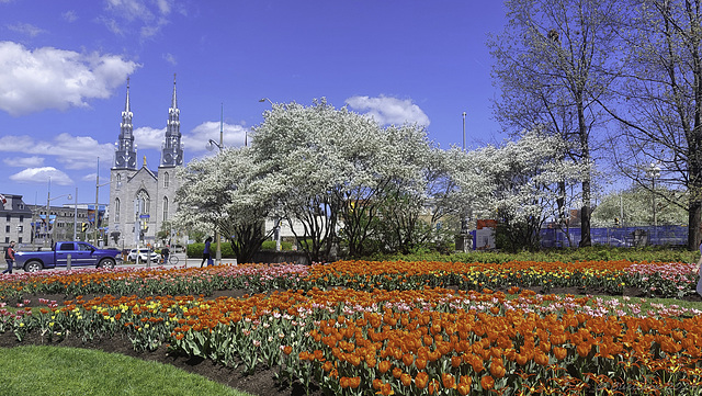 während dem Canadian Tulip Festival ... P.i.P. (© Buelipix)