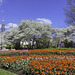 während dem Canadian Tulip Festival ... P.i.P. (© Buelipix)