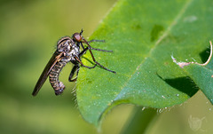 Robber Fly