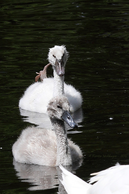 Höckerschwan-Kinder