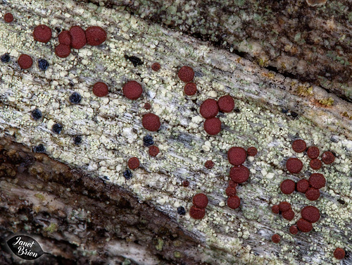 251/366: Red Button and Black Current Lichen on White and Green Fungus