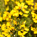 Gorse in Spring Yellow