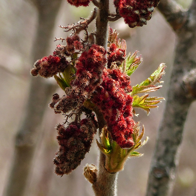 Day 3, new spring growth, Hillman Marsh