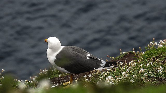 20190612 5134CPw [R~GB] Heringsmöwe, Skomer, Wales