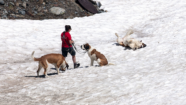 190627 Grand-Saint-Bernard 10